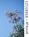 皇帝ダリア　キク科　テンジクボタン属　球根植物　花　大きい 85683125