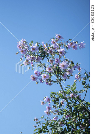 皇帝ダリア キク科 テンジクボタン属 球根植物 花 大きいの写真素材