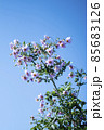 皇帝ダリア　キク科　テンジクボタン属　球根植物　花　大きい 85683126