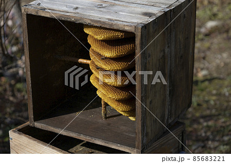 みつばちの巣 85683221