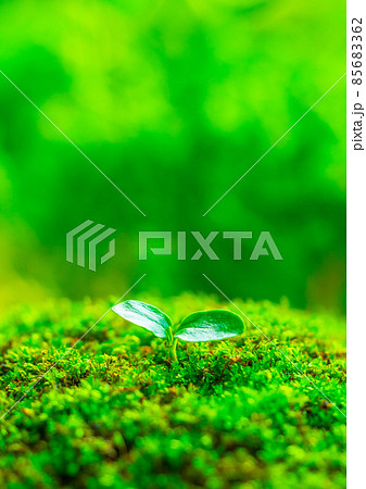 芽生えた双葉 85683362