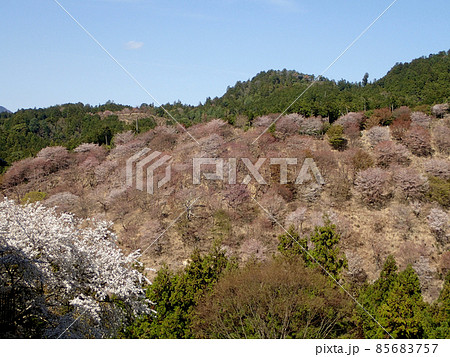 吉野の桜 吉野の桜 85683757