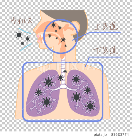 上気道と下気道へのウイルスの侵入（鼻・喉・肺の図表イラスト・文字あり） 85683774
