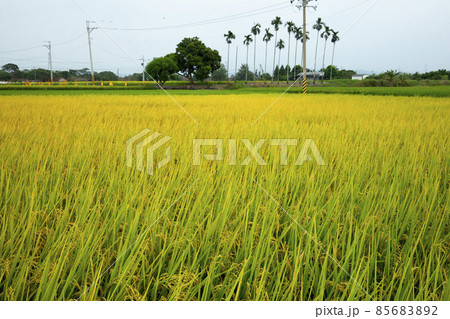 台湾 台中市 台中 85683892