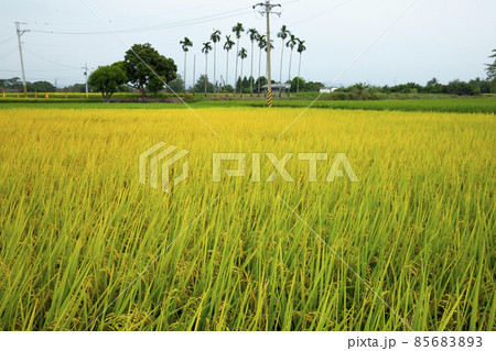 台湾 台中市 台中 85683893