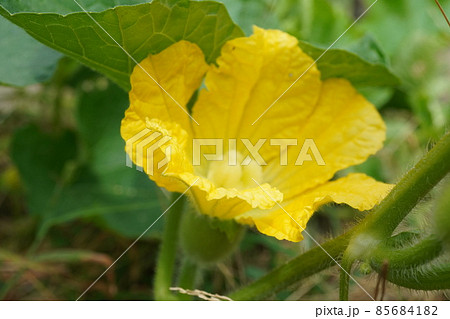 冬瓜の花 85684182