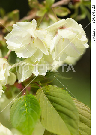 ウコン桜の花と葉のアップ ウコン桜の花と葉のアップ 85684223