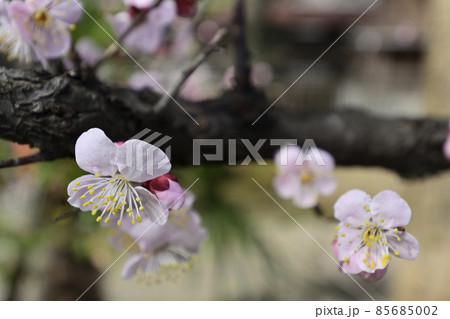 平塚神社 梅の花 平塚神社 梅の花 85685002