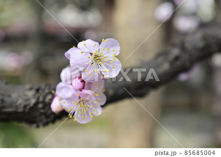平塚神社 梅の花 平塚神社 梅の花 85685004