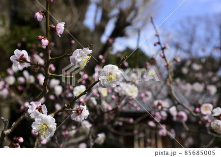 平塚神社 梅の花 平塚神社 梅の花 85685005