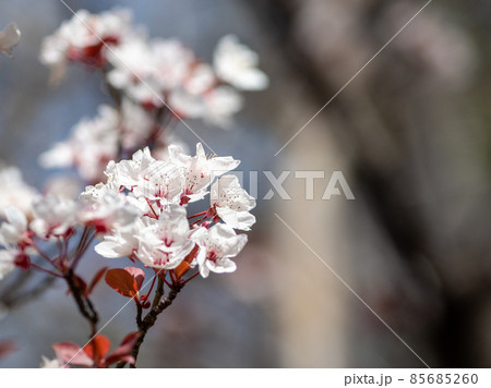 桜に間違われるベニバスモモの花 85685260