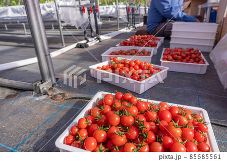 ハウス栽培のミニトマトの収穫 85685561