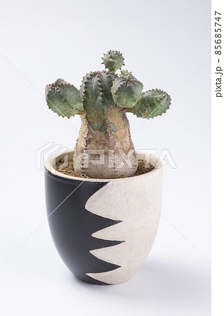 [乙株] 木質化オベサブロウ　ビザールプランツ　希少　ユーフォルビア 乙株] 木質化オベサブロウ ビザールプランツ 希少 ユーフォルビア