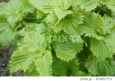 紫蘇 85685753