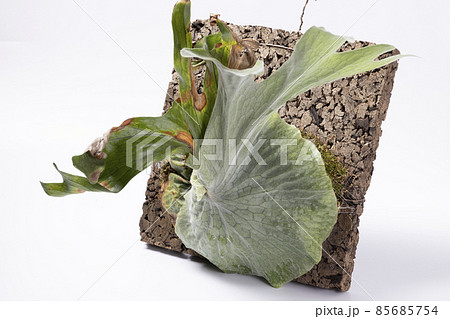 ビカクシダ スパーバム コルク仕立て ビカクシダ☆P.superbum dwarf