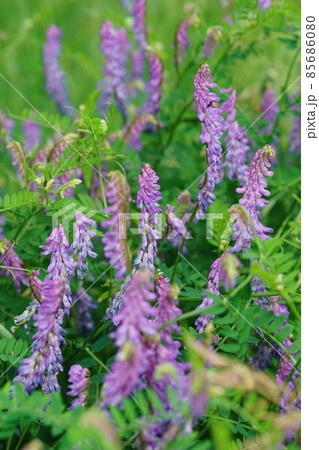 Closeup on an aggregation of purple bird vetch, Vivia cracca among green grass 85686080