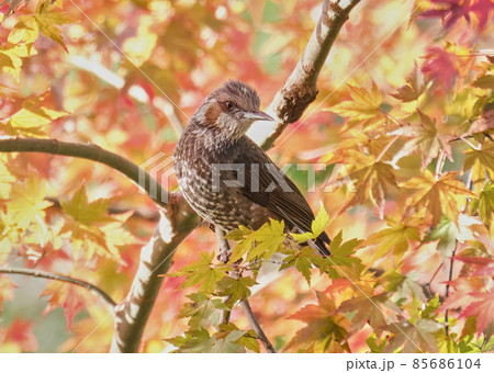 紅葉にとまるヒヨドリ　ぼさぼさ頭がちょっと笑えます 85686104