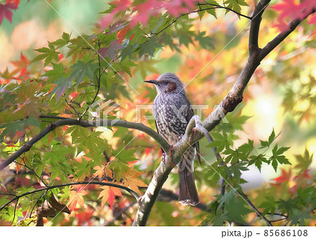 紅葉にとまるヒヨドリ　赤いほっぺがアクセントで紅葉とマッチしてます 85686108
