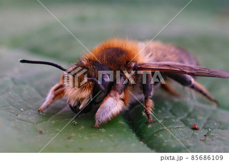 A frontal closeup of a fresh emerged male Willughby's leaf-cutter bee , Megachile willugbiella, with vivid colors on a green leaf 85686109