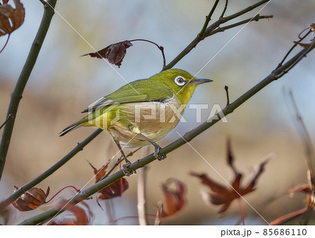 冬枯れモミジの枝でおやつを探すメジロ　モミジは枯れかかってもおやつのありかの様です 85686110