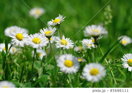 Closeup on an aggregation of the Common daisy ,Bellis perennis, in the garden lawn 85686111