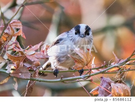 冬枯れモミジの枝でおやつを探すエナガ　モミジは枯れかかってもおやつのありかの様です 85686112
