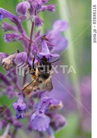 Vertical shot of a female red mason bee, Osmi rufa, enjoying the netar from pink flowers of catmint, Nepeata cataria 85686116