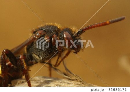 Facial closeup on a red colored female of the kleptoparasite Early Nomad bee, Nomada leucophthalma sitting on a piece of wood 85686171