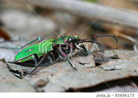 Closeup on the green tiger beetle , Cicindela campestris on the forest floor in the field Closeup on the green tiger beetle , Cicindela campestris on the forest floor in the field 85686175