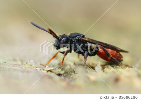 Closeup of a full red colored Fabricious' Nomad bee , Nomada fabriciana sitting on a piece of wood Closeup of a full red colored Fabricious' Nomad bee , Nomada fabriciana sitting on a piece of wood 85686180