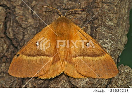 Closeup on the lighbrown Oak Eggar moth, Lasiocampa quercus, sitting with open wings on wood in the garden 85686213