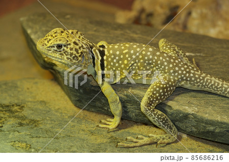 Closeup of the common or eastern collared lizard , Crotaphytus collaris sitting in the sand 85686216