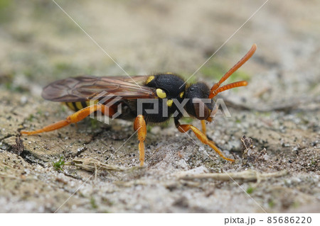 Close up of a female Painten Nomad bee ,Nomada fucata , a cleptoparasite species that host the Yellow legged mining bee , Andrena flavipes 85686220
