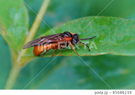 Closeup of an orange sawfly species , Monostegia abdominalis , sitting on a green leaf Closeup of an orange sawfly species , Monostegia abdominalis , sitting on a green leaf 85686239