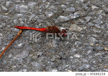 Closeup of a beautiful male ruby red dragonfly, Sympetrum sanguineum, warming up on the road 85686258