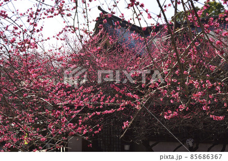 北野神社（牛天神）本社殿 85686367