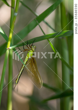 アオヤンマの誕生 85686590