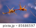 キトンボ連結産卵飛翔 85686597