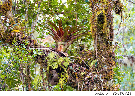 Bromeliad on a tree branch. San Gerardo, Costa Rica 85686723