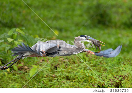great blue heron, Ardea herodias with Hypostomus plecostomu in beak, Costa Rica 85686736
