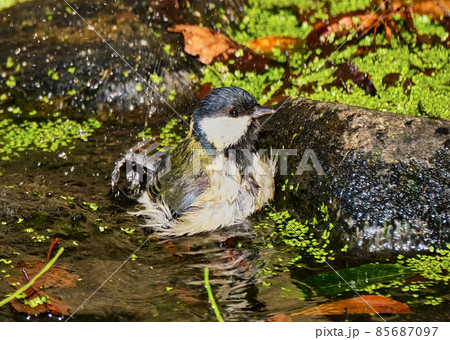 冬の柔らかな日差しの中でシジュウカラが気持ちよさそうに行水していました 85687097