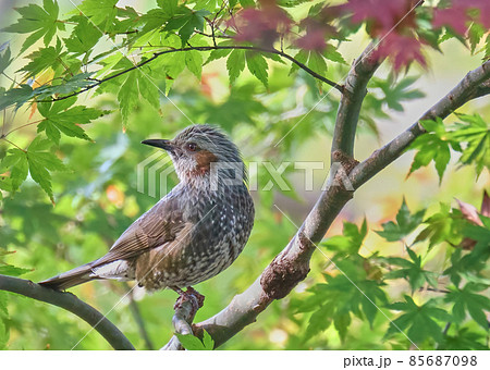 まだ緑色のかえでにとまるヒヨドリ　ぼさぼさ頭がちょっと笑えます 85687098