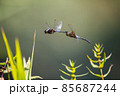 マダラナニワトンボ産卵 85687244