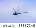 マダラヤンマの飛翔 85687246
