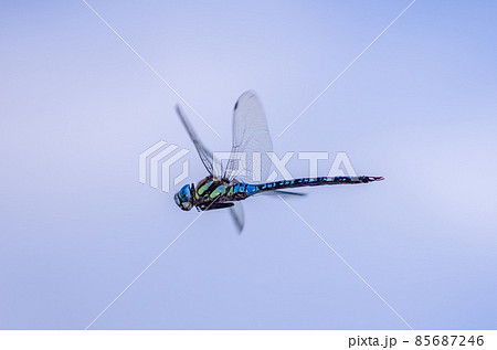 マダラヤンマの飛翔 85687246