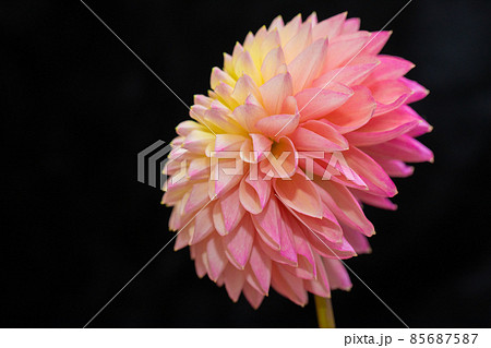 ダリア　素材に使える黒バック　ピンクと黄色 85687587