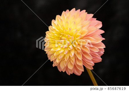 ダリア　素材に使える黒バック　横位置　ピンクと黄色　生花で開運 85687619