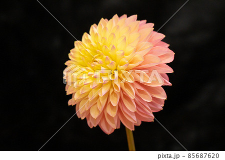 ダリア　素材に使える黒バック　横位置　ピンクと黄色　生花で開運 85687620