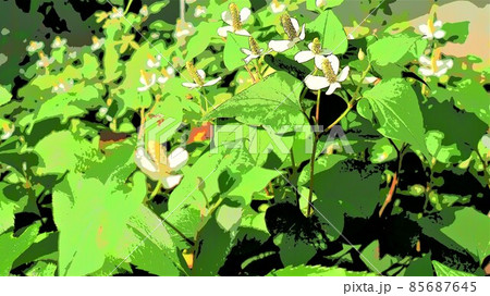 ドクダミソウは白い十字花 ドクダミソウは白い十字花 85687645