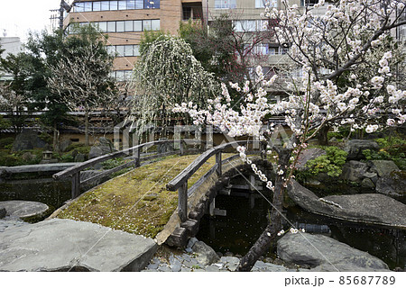 湯島天満宮(湯島天神)梅園(枝垂れ梅) 湯島天満宮(湯島天神)梅園(枝垂れ梅) 85687789